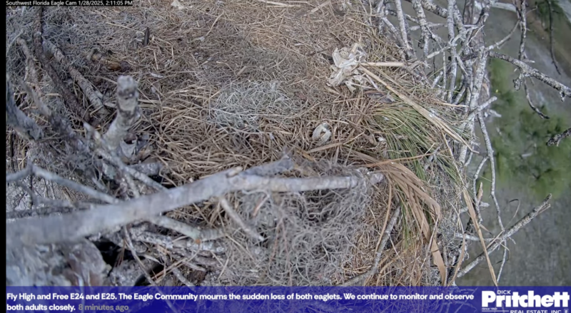 SWFL eaglets die; CROW seeks answers